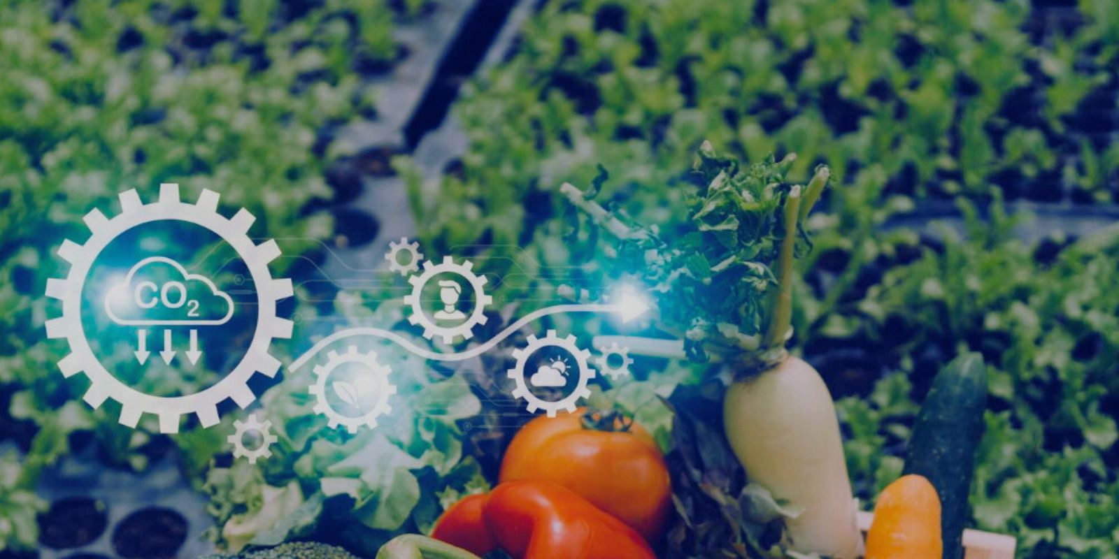 Revolutionizing the Fruits and Vegetables Marketplace